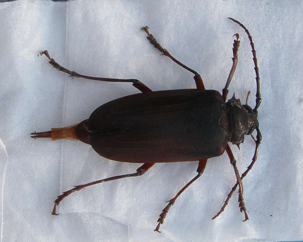 Female - Dorsal View<br>(Location of Picture: Okanogan, Wa., USA, 2012)