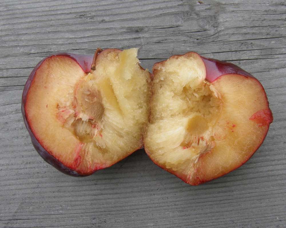 Fruit - Cutaway<br>(Origin of the Specimen: Commercial, Washington, 2012)
