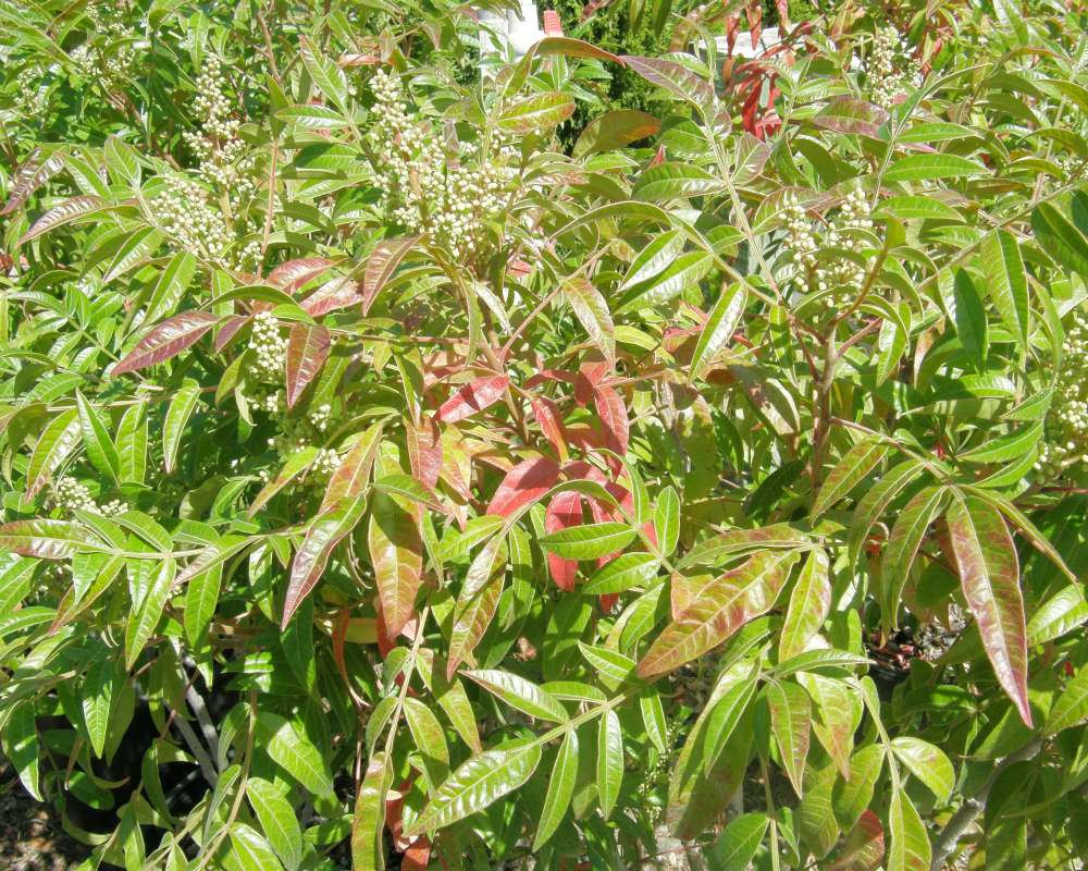 Top of Plant in Bloom<br>(Location of Picture: Shady Creek Nursrey, Wa., USA, 2011)