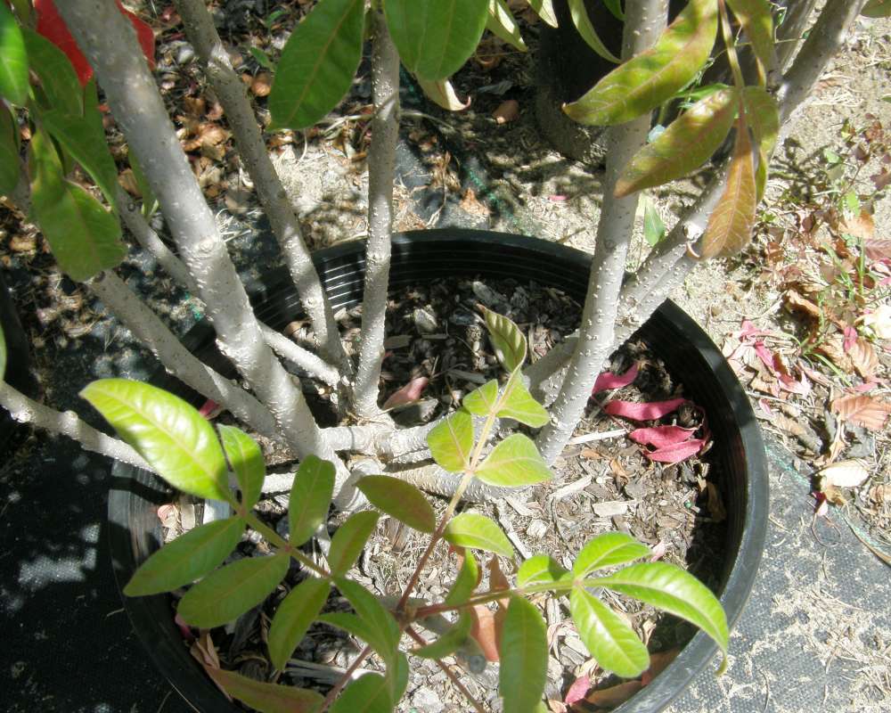 Bark<br>(Location of Picture: Shady Creek Nursrey, Wa., USA, 2011)