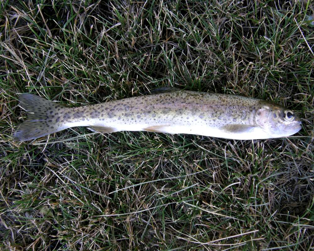 Juvenile - On Lawn<br>(Location of Picture: Slamon Creek, Wa., USA, 2012)