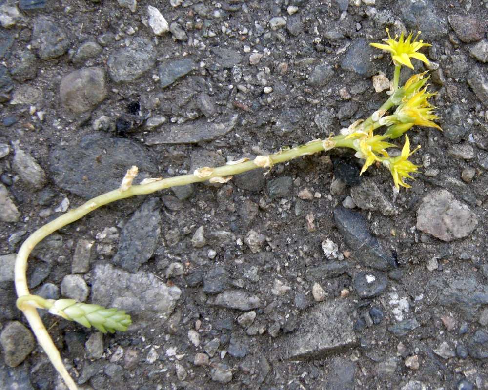 Flower<br>(Location of Picture: Garden, Okanogan, Wa.,, USA, 2012)