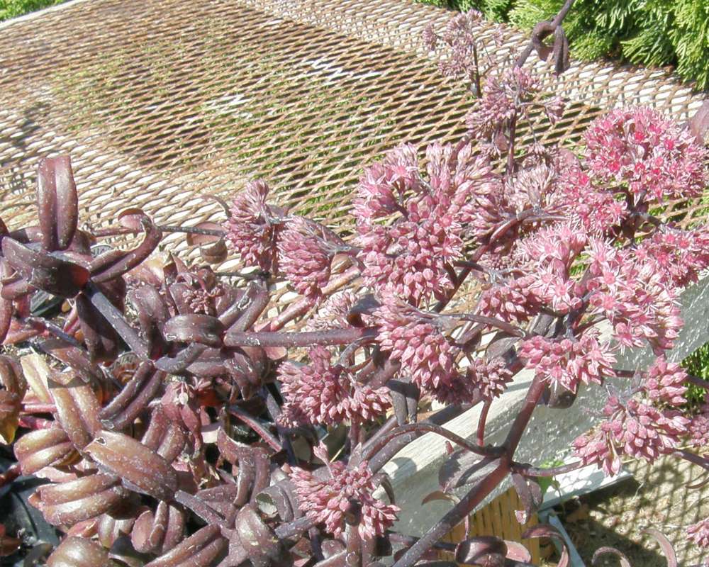 Top of Plant in Bloom<br>(Location of Picture: Shady Creek Nursery, Wa., 2011)