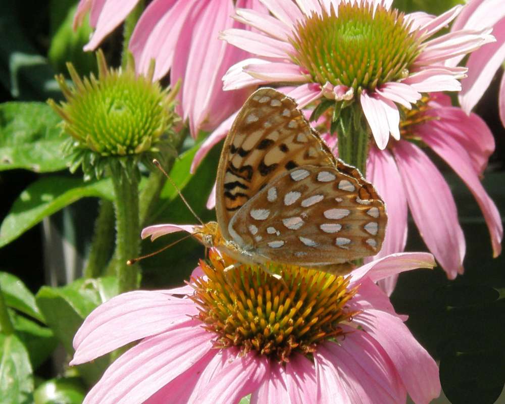 Side View - Alternate