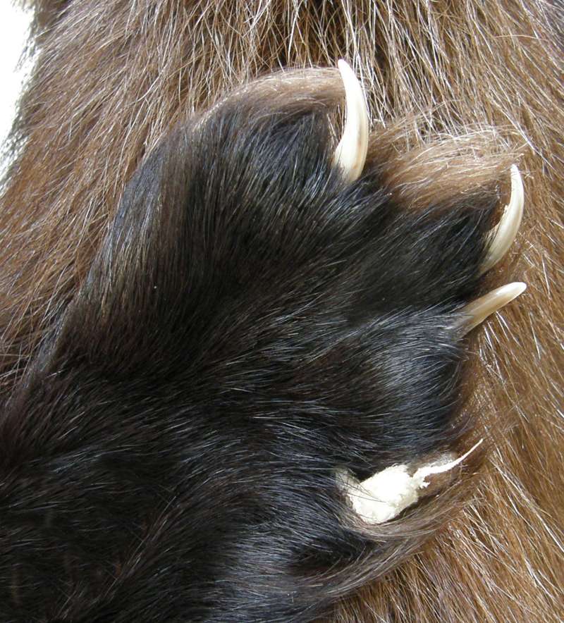 Close View of Foot<br>(Location of Picture: Omak, Washington, 2011)