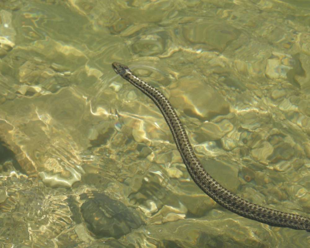 In Calm Water<br>(Location of Picture: Columbia River, 2011)