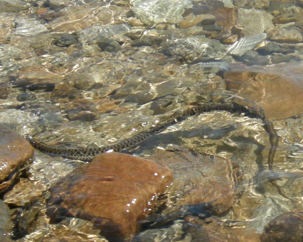 In Swift Water<br>(Location of Picture: Columbia River, 2011)