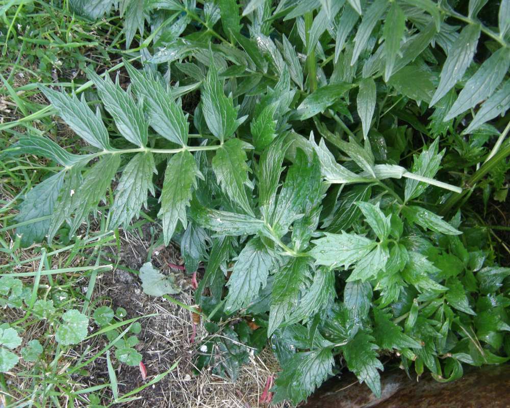 Leaves<br>(Location of Picture: Okanogan, Wa, USA, 2011)