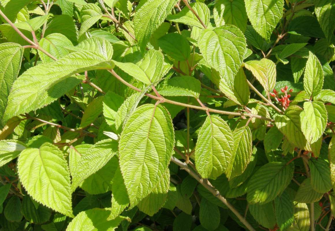 Leaves<br>(Location of Picture: Shady Creek Nursery, Wa., USA, 2011)