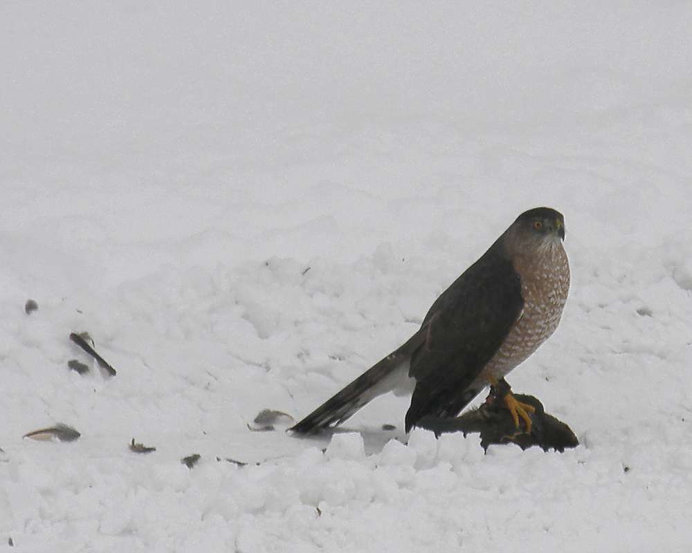 In Snow Eating Quail<br>(Location of Picture: Okanogan, Wa, USA, 2012)