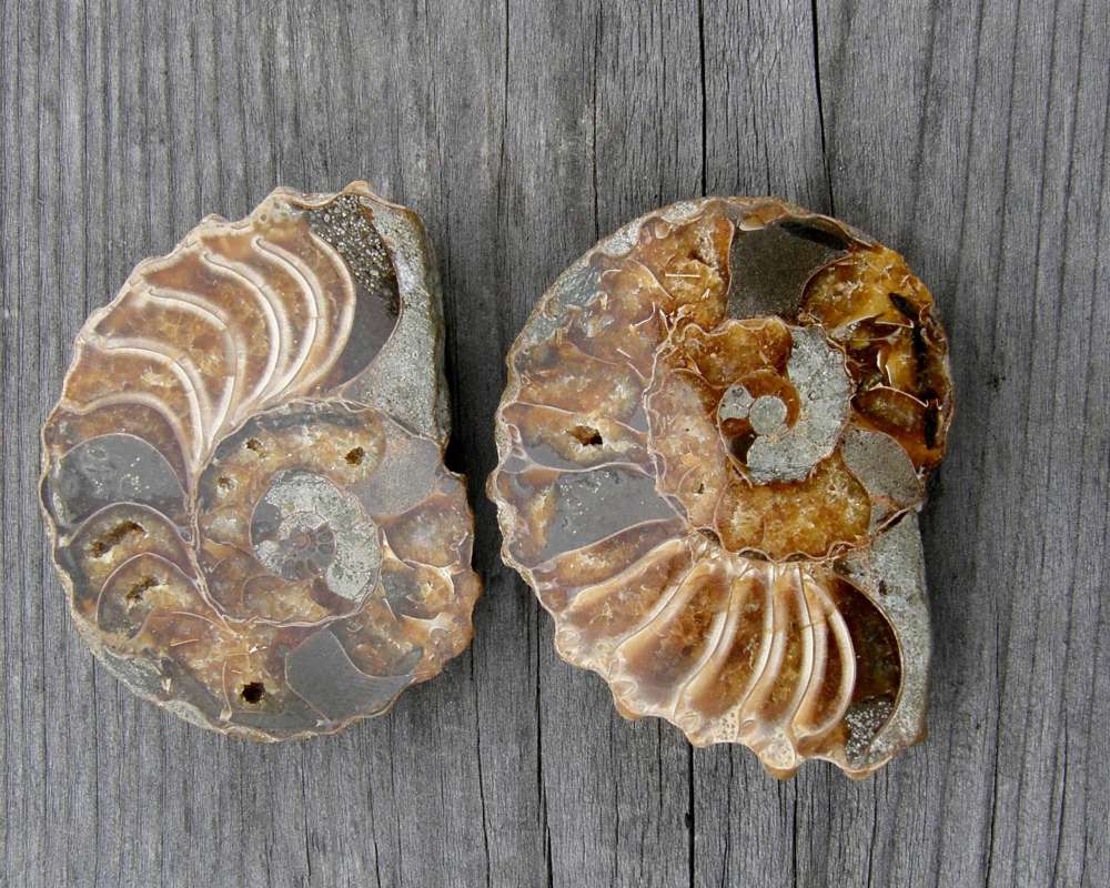 Two Examples<br>(Origin of the Specimen: Morocco, Northern Africa)
