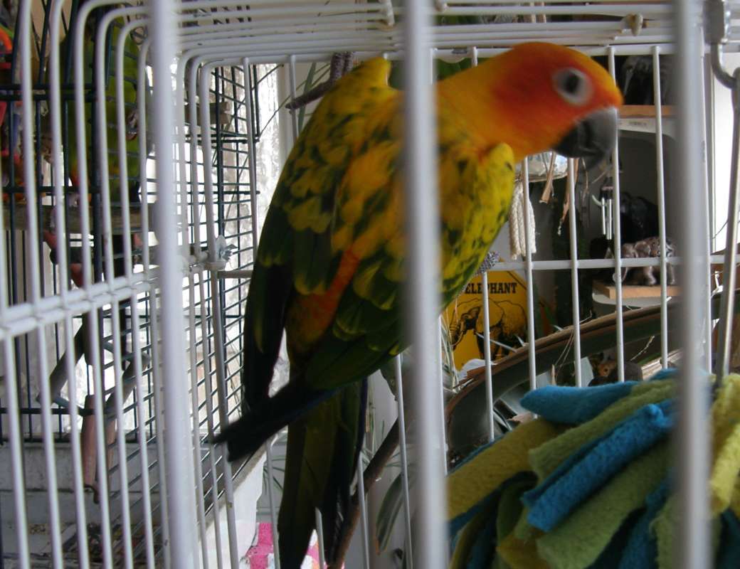 Pet Bird<br>(Location of Picture: Private Home, Wa., USA, 2012)