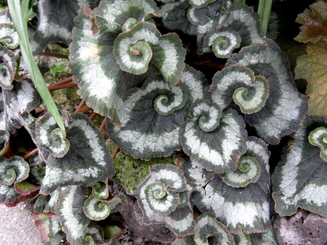 Silhouette<br>(Location of Picture: Maniot Garden, Wa., USA, 2012)