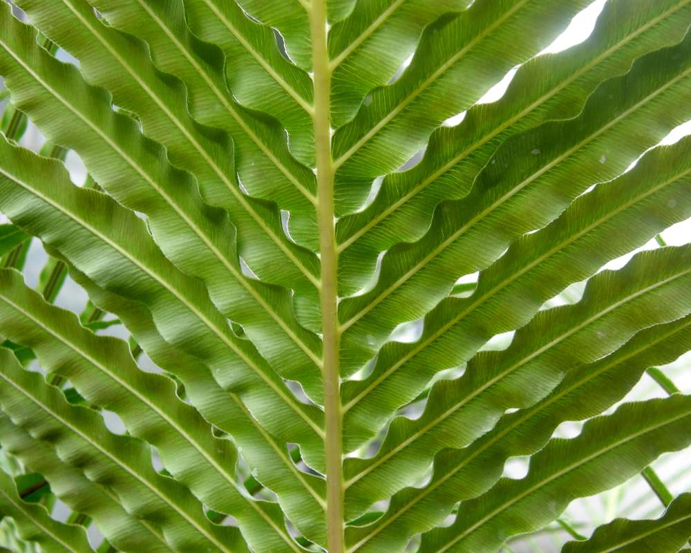 Close View of Frond<br>(Location of Picture: Manito Garden, Wa., USA, 2012)