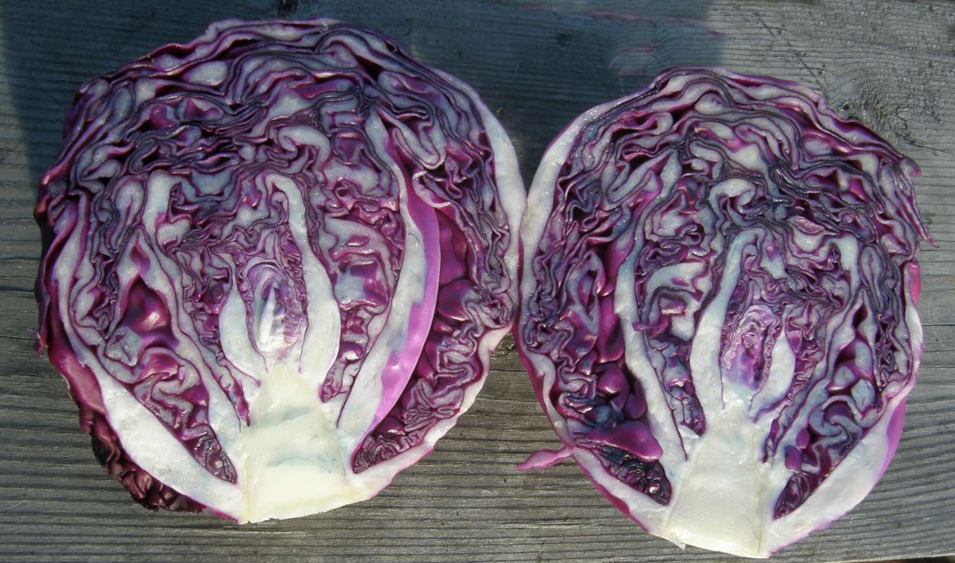 Cutaway of Cabbage Head<br>(Origin of the Specimen: Grocery Trade, 2012)