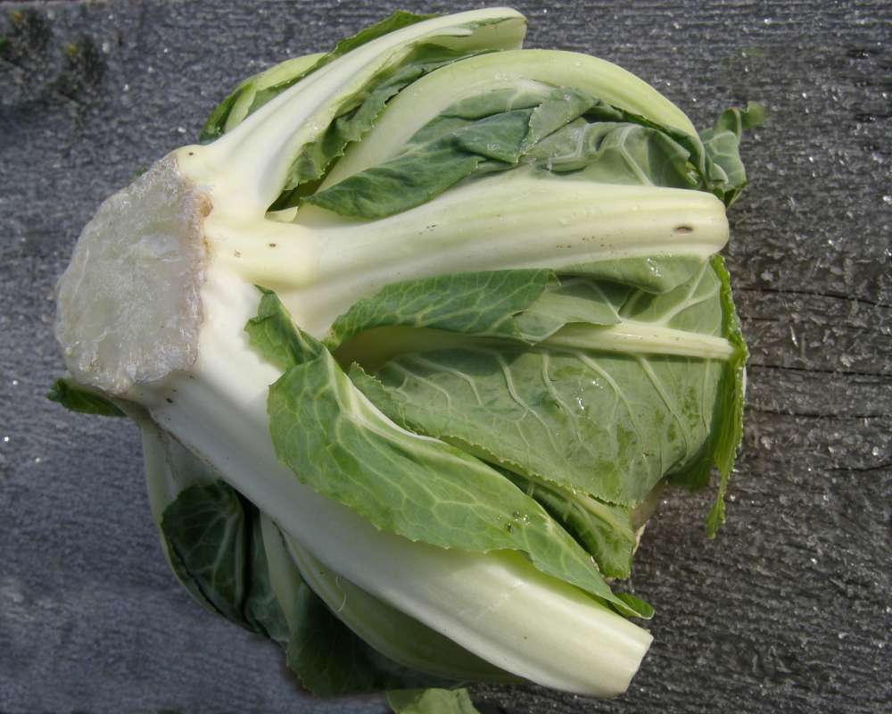 Head - Rear View<br>(Origin of the Specimen: Grocery Trade, 2012)