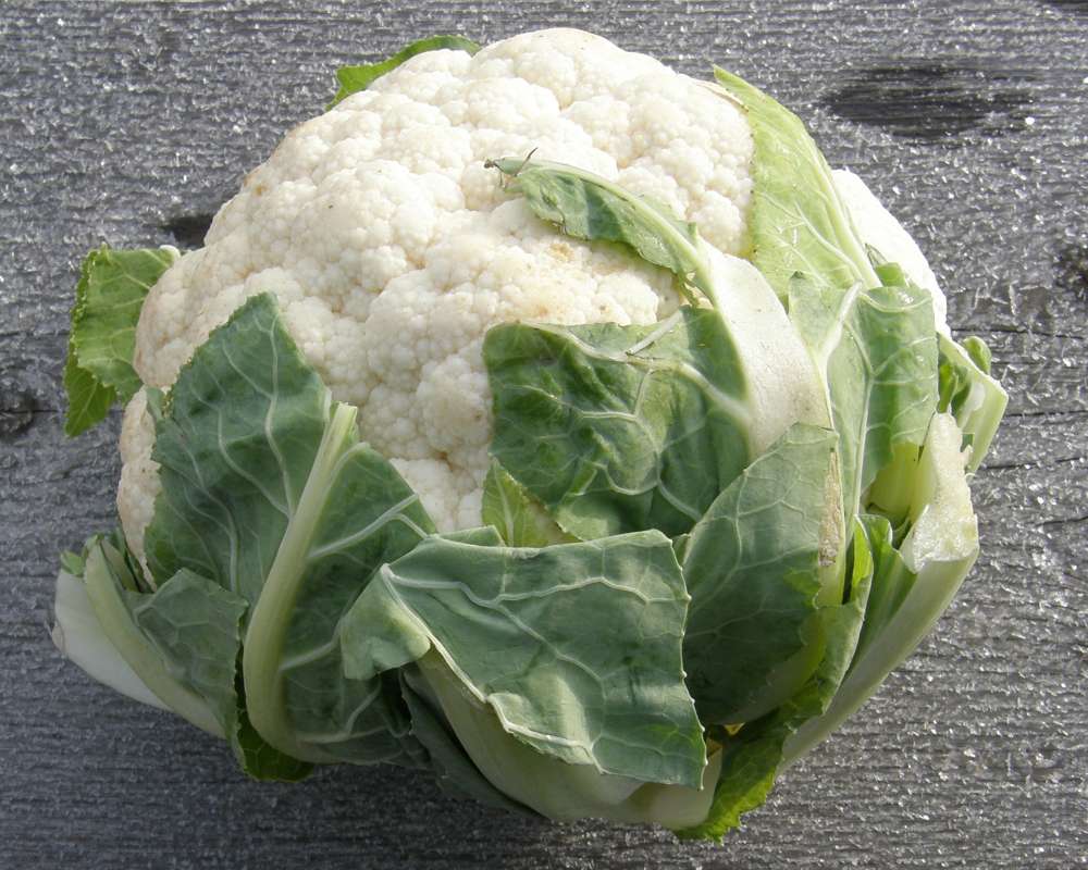 Head with Leaves<br>(Origin of the Specimen: Grocery Trade, 2012)