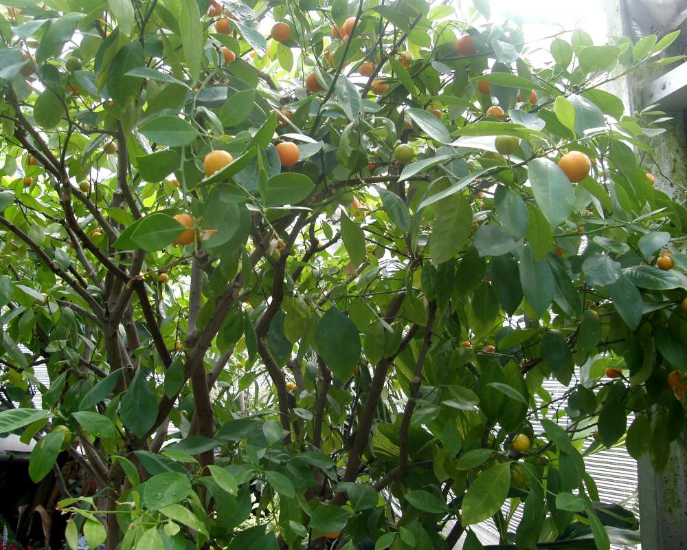 Top of Plant in Fruit<br>(Location of Picture: Manito Garden, Wa., USA, 2012)