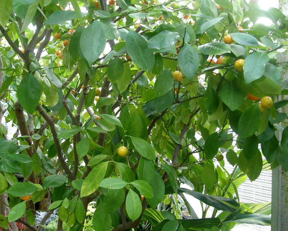 Laves<br>(Location of Picture: Manito Garden, Wa., USA, 2012)