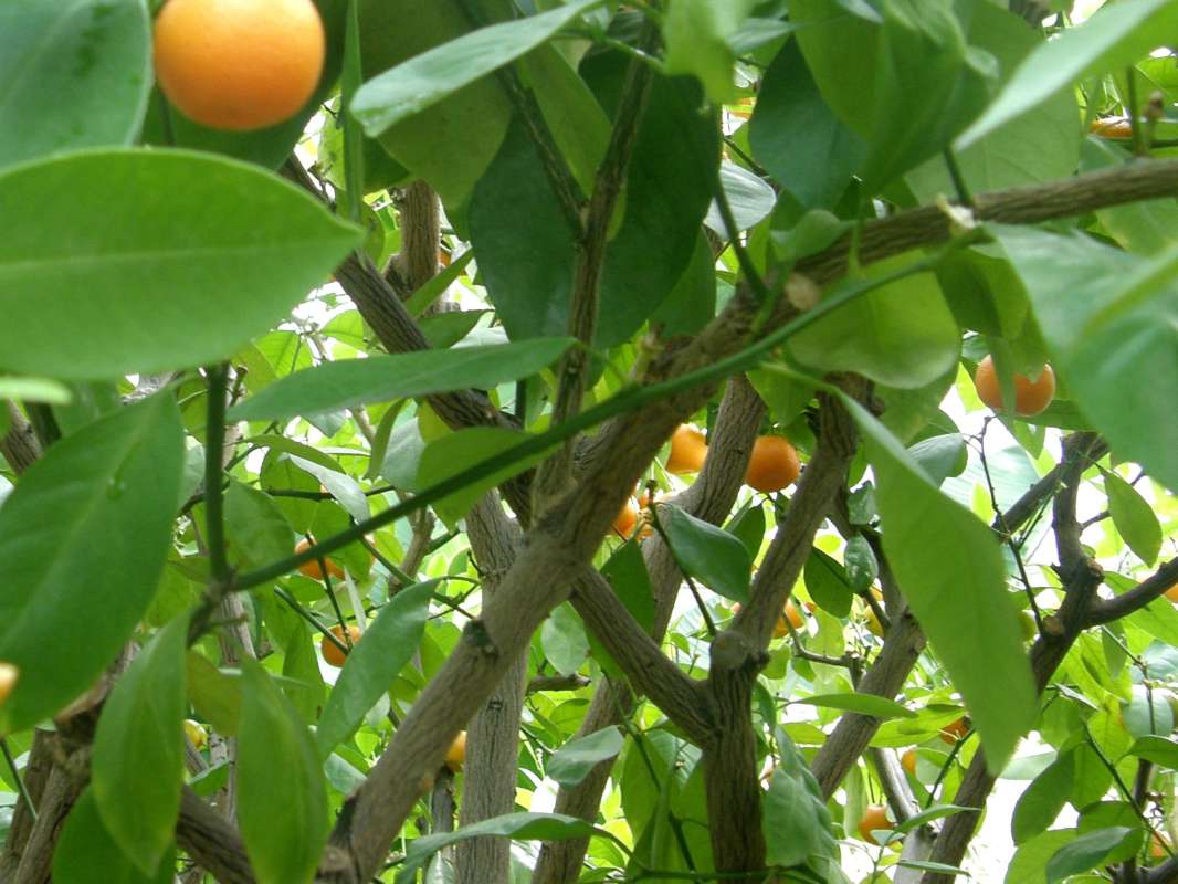 Branches<br>(Location of Picture: Manito Garden, Wa., USA, 2012)