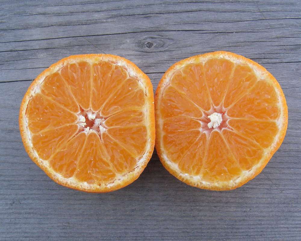 Cutaway View of Fruit<br>(Origin of the Specimen: Grocery Trade - Wa., USA, 2012)