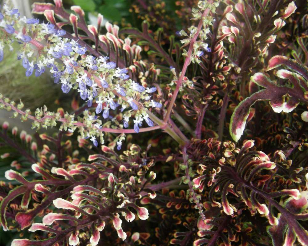 Flowers<br>(Location of Picture: Manito Garden, Wa., USA, 2012)