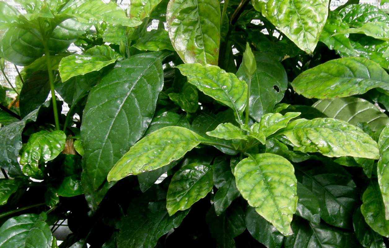 Leaves