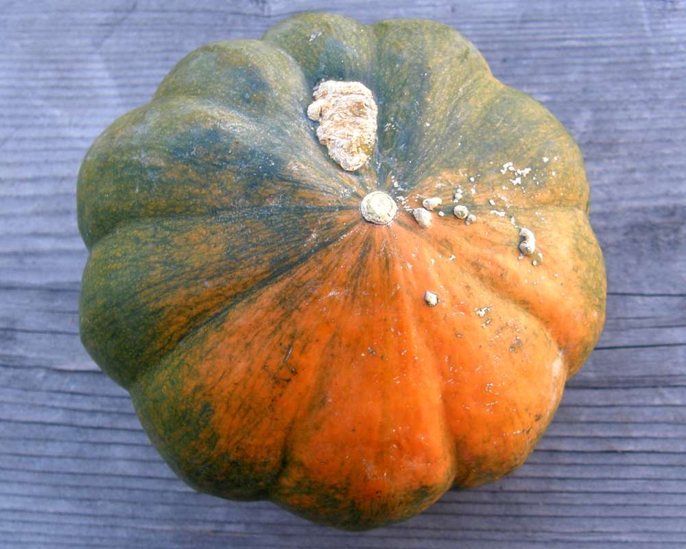 Furit - Alternate View<br>(Origin of the Specimen: Okanogan, Wa., USA, 2012)