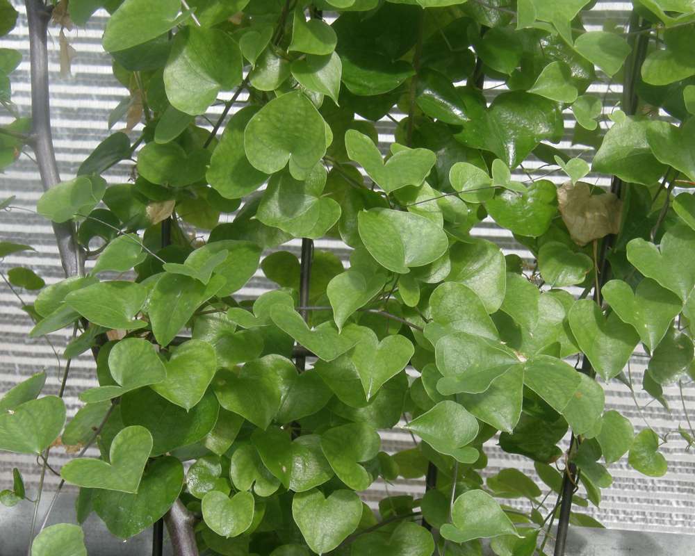 Leaves<br>(Location of Picture: Manito Garden, Wa., USA, 2012)