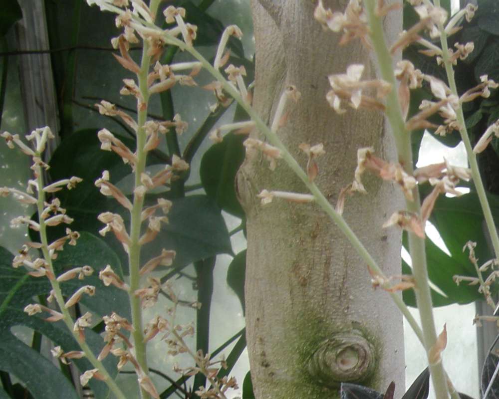 Flowers<br>(Location of Picture: Manito Garden, Wa., USA, 2012)