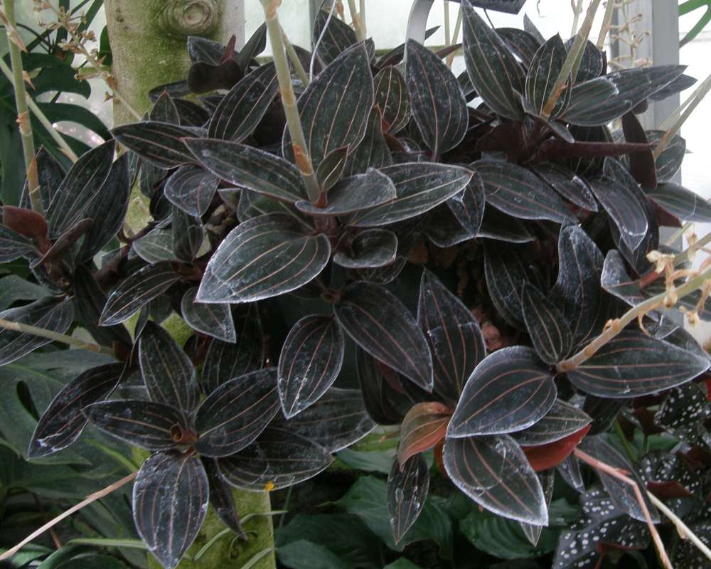 Leaves<br>(Location of Picture: Manito Garden, Wa., USA, 2012)