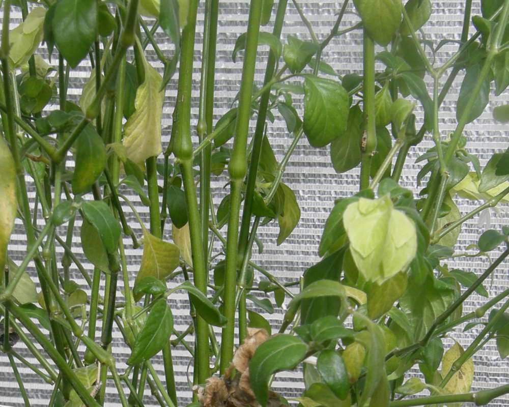 Ste,s<br>(Location of Picture: Manito Garden, Wa., USA, 2012)