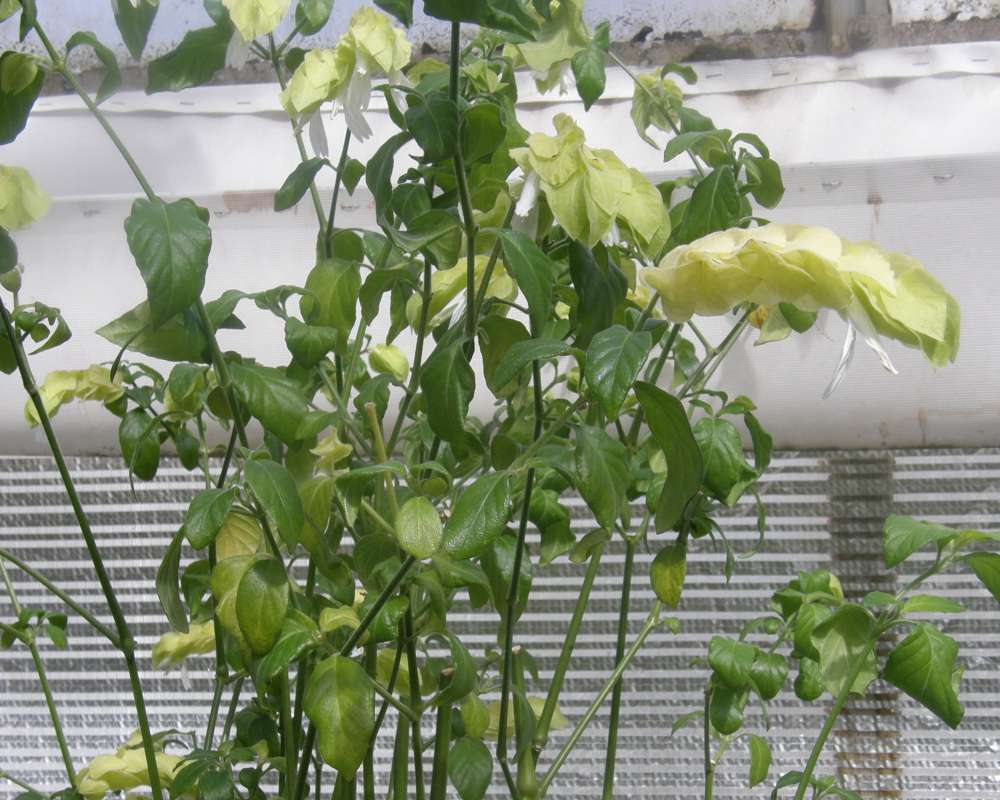 Top of Plant in Bloom<br>(Location of Picture: Manito Garden, Wa., USA, 2012)