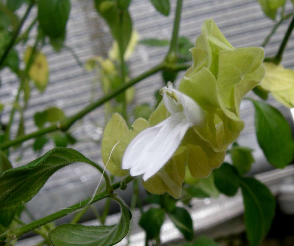 White Flower<br>(Location of Picture: Manito Garden, Wa., USA, 2012)