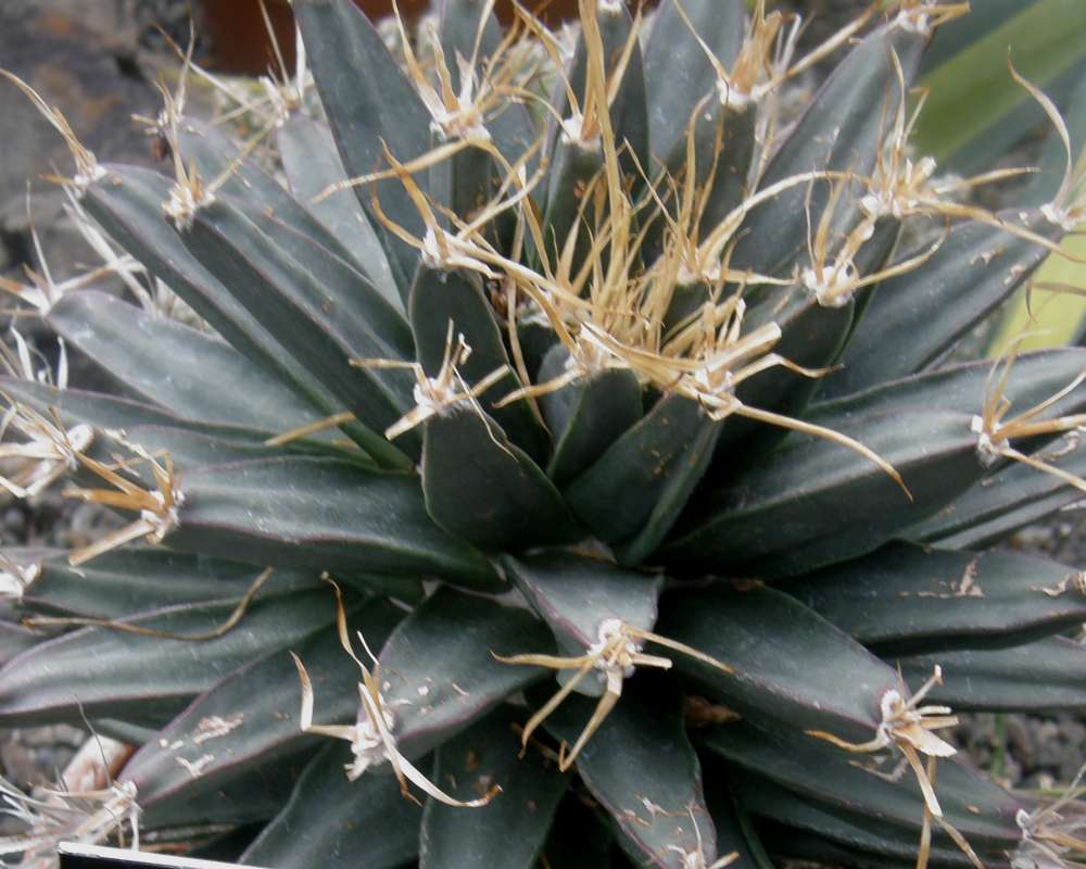 Leaves<br>(Location of Picture: Manito Garden, Wa., USA, 2012)