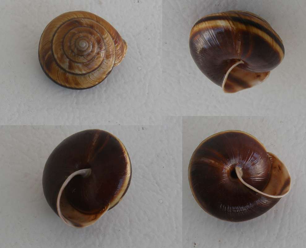 Four Views<br>(Location of Picture: Mt. Vernon, Wa., USA, 2012)