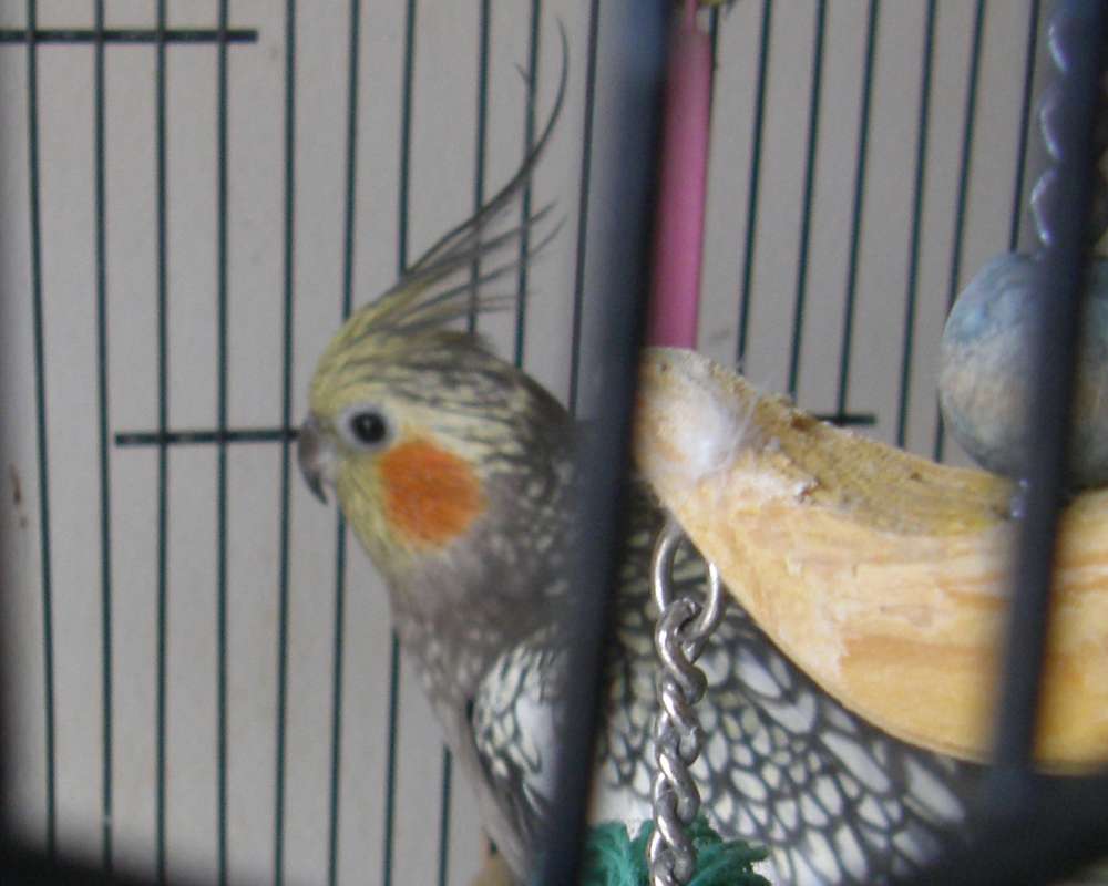 Female in Cage<br>(Location of Picture: Okanogan, Washington, 2012)