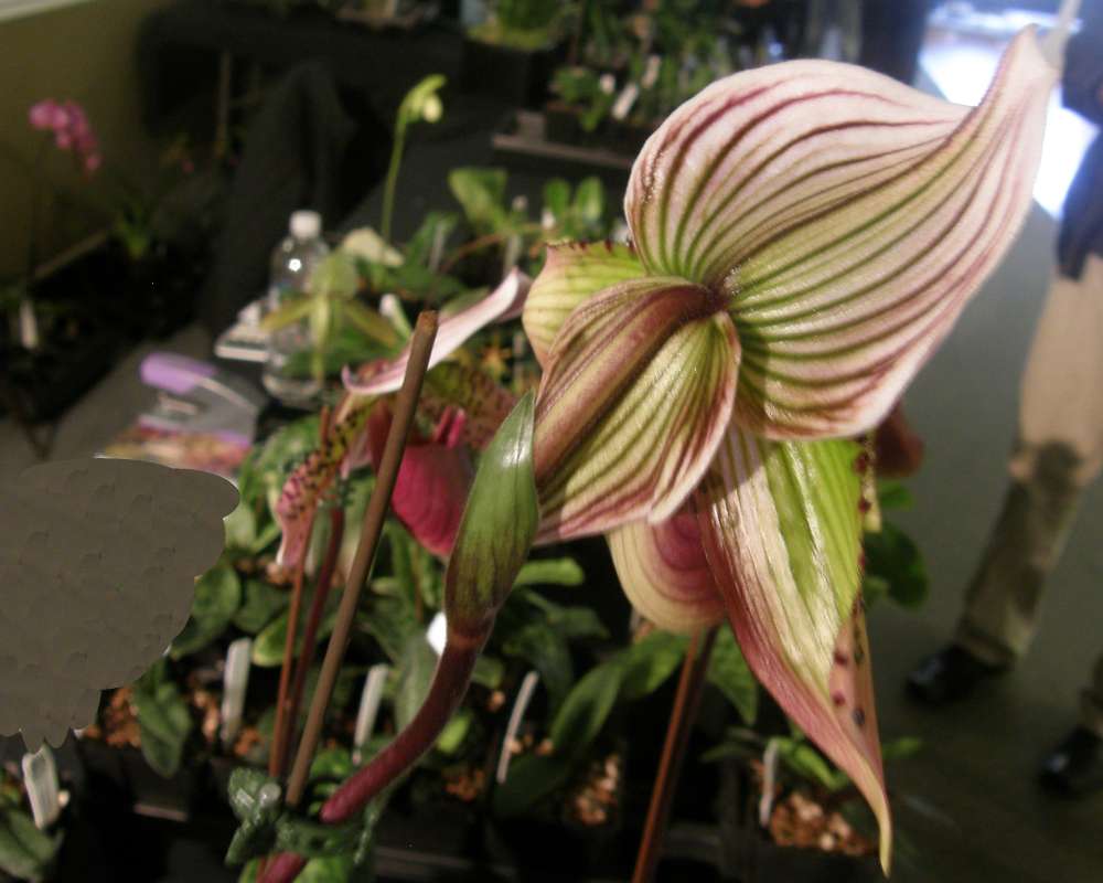 Flower - Rear View<br>(Location of Picture: Spokane, Wa., USA, 2012)