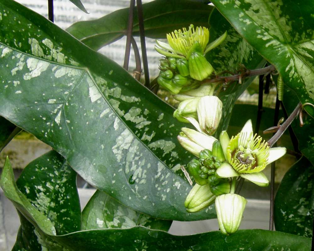 Leaf<br>(Location of Picture: Manito Garden, Wa., USA, 2012)