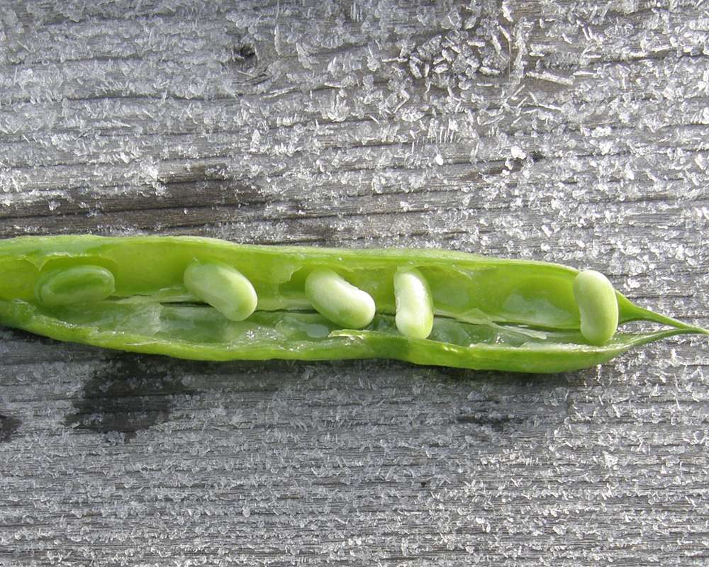 Cutaway Beans<br>(Location of Picture: Okanogan, Wa., USA, 2012)