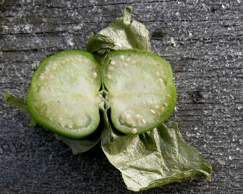 Fruit - Cutaway<br>(Location of Picture: Okanogan, Wa., USA, 2012)