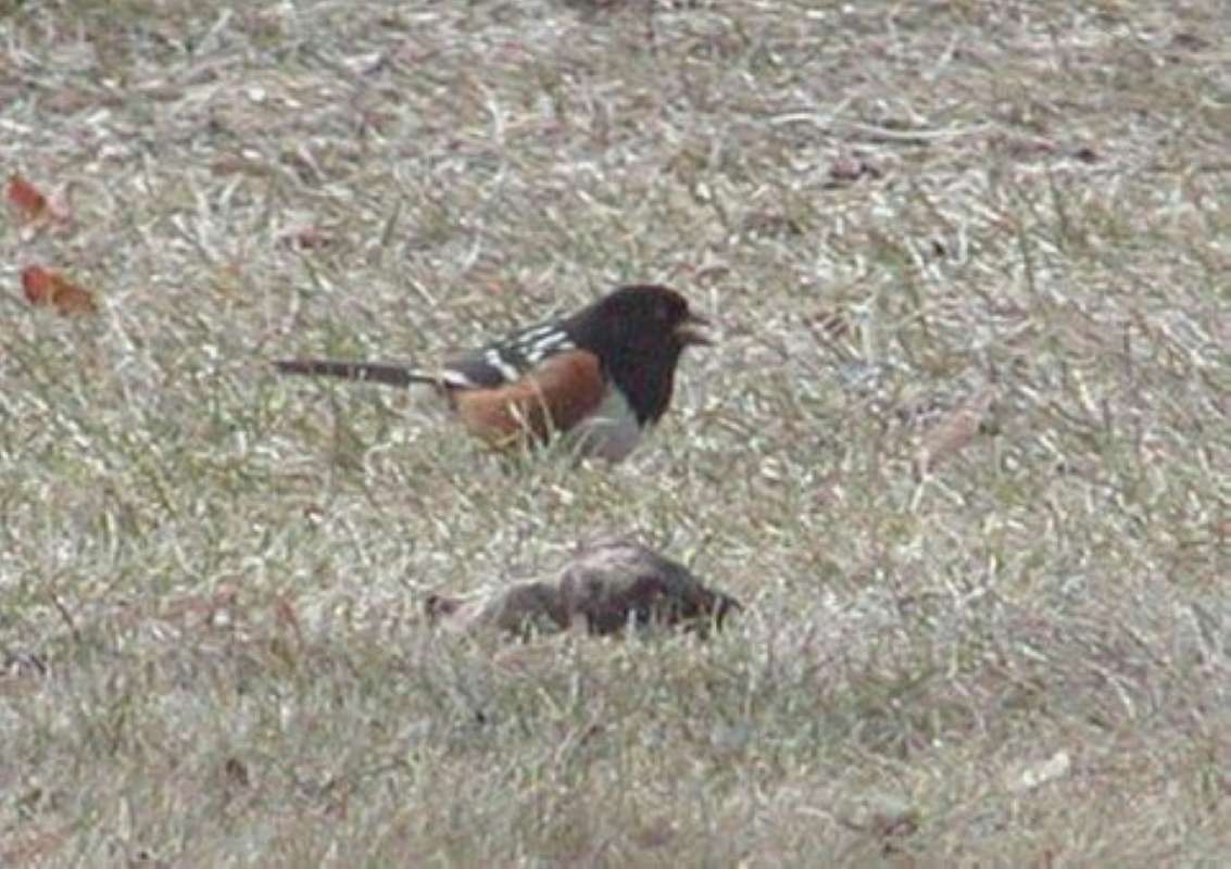 In Grass<br>(Location of Picture: Okanogan, Wa., USA, 2012)