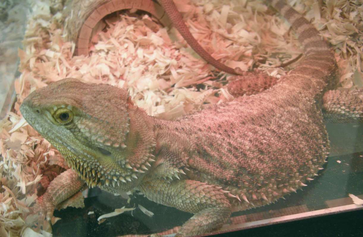 Pet Show Image<br>(Location of Picture: Spokane, Wa., USA, 2012)