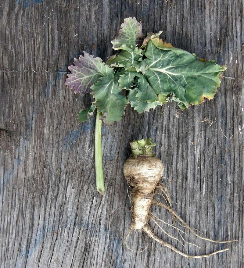 Silhouette<br>(Location of Picture: Okanogan, Wa., USA, 2012)