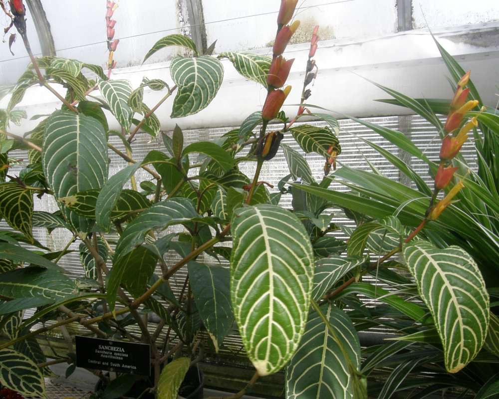 Leaves<br>(Location of Picture: Manito Garden, Wa., USA, 2012)