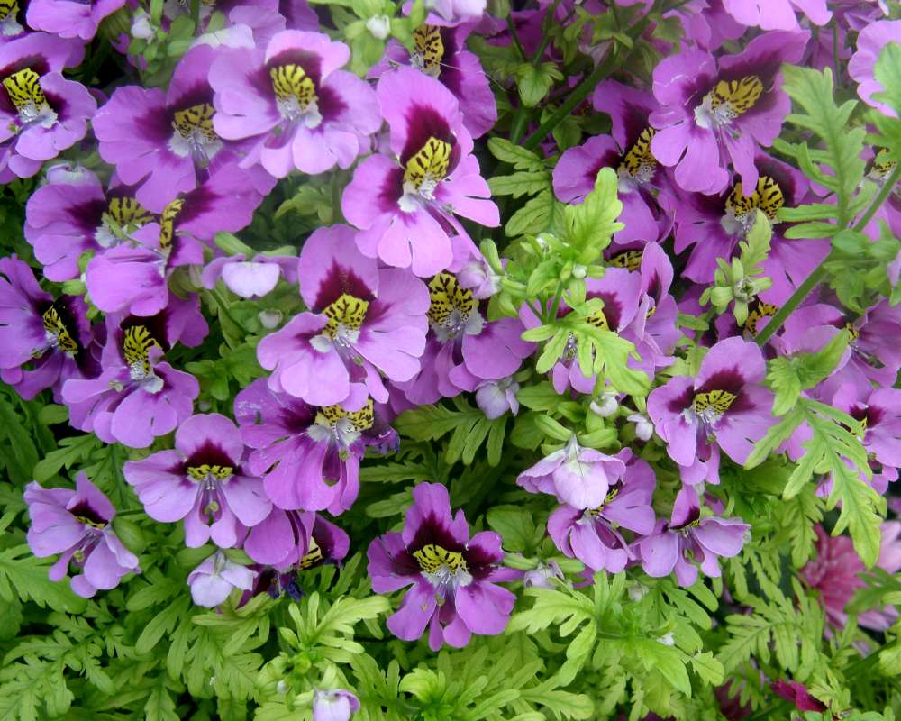 Top of Plant in Bloom<br>(Location of Picture: Manito Garden, Wa., USA, 2012)
