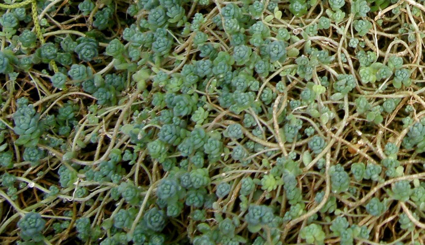 Silhouette<br>(Location of Picture: Manito Garden, Wa., USA, 2012)