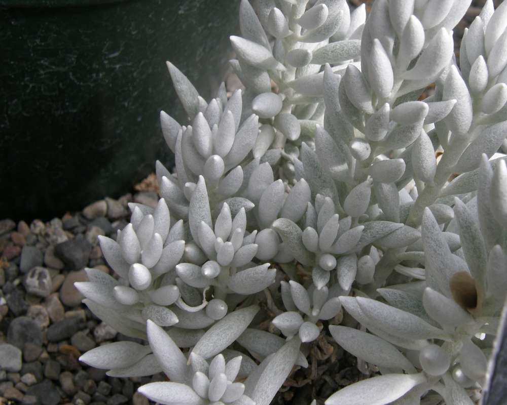 Silhouette<br>(Location of Picture: Mantio Garden, Wa., USA, 2012)