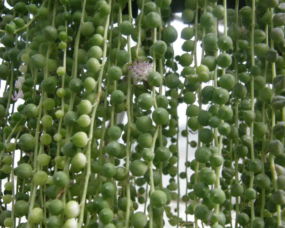 Stems<br>(Location of Picture: Manito Garden, Wa., USA, 2012)