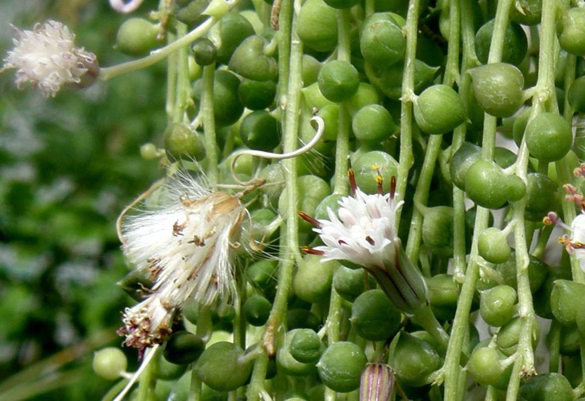 Seed Heads<br>(Location of Picture: Manito Garden, Wa., USA, 2012)